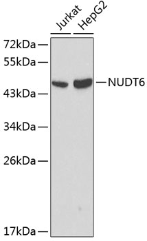 Western blot analysis of extracts of various cell lines using NUDT6 Polyclonal Antibody at dilution of 1:1000.