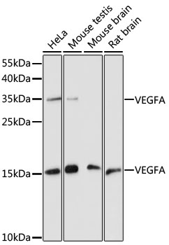 Western blot analysis of extracts of various cell lines using VEGFA Polyclonal Antibody at dilution of 1:1000.