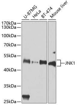Western blot analysis of extracts of various cell lines using JNK1 Polyclonal Antibody at dilution of 1:1000.