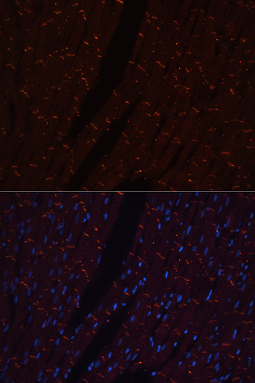 Immunofluorescence analysis of Rat heart using N-Cadherin Polyclonal Antibody