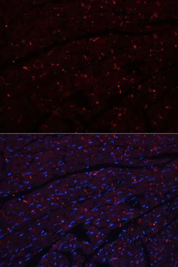 Immunofluorescence analysis of Mouse heart using N-Cadherin Polyclonal Antibody