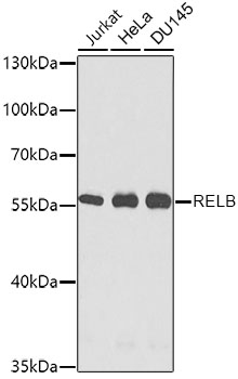 Western blot analysis of extracts of various cell lines using RELB Polyclonal Antibody at dilution of 1:1000.