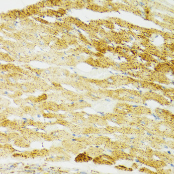 Immunohistochemistry of paraffin-embedded Mouse heart using HSPA9 Polyclonal Antibody at dilution of  1:100 (40x lens).