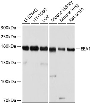 Western blot analysis of extracts of various cell lines using EEA1 Polyclonal Antibody at dilution of 1:1000.