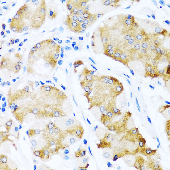 Immunohistochemistry of paraffin-embedded Human stomach using ACVR1C Polyclonal Antibody at dilution of  1:100 (40x lens).