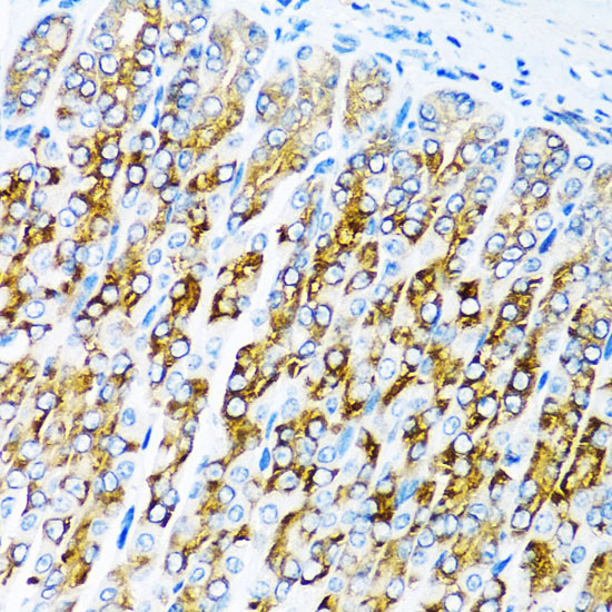 Immunohistochemistry of paraffin-embedded Mouse stomach using ACVR1C Polyclonal Antibody at dilution of  1:100 (40x lens).