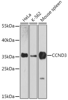 Western blot analysis of extracts of various cell lines using CCND3 Polyclonal Antibody at dilution of 1:3000.