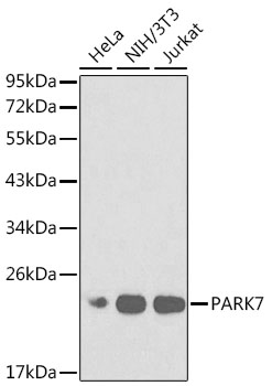 Western blot analysis of extracts of various cell lines using PARK7 Polyclonal Antibody at dilution of 1:1000.