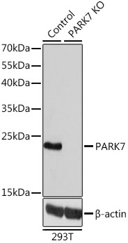 Western blot analysis of extracts from normal (control) and PARK7 knockout (KO) 293T cells using PARK7 Polyclonal Antibody at dilution of 1:1000.