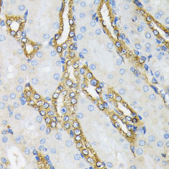 Immunohistochemistry of paraffin-embedded Mouse kidney using HSP90B1 Polyclonal Antibody at dilution of  1:200 (40x lens).