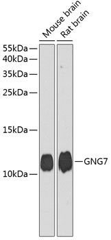 Western blot analysis of extracts of various cell lines using GNG7 Polyclonal Antibody at dilution of 1:1000.