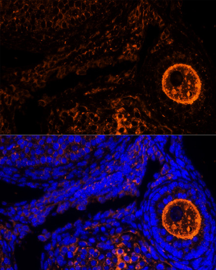 Immunofluorescence analysis of Mouse oophoroma cells using ZP2 Polyclonal Antibody at dilution of  1:100. Blue: DAPI for nuclear staining.