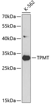 Western blot analysis of extracts of K562 cells using TPMT Polyclonal Antibody at dilution of 1:1000.