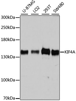 Western blot analysis of extracts of various cell lines using KIF4A Polyclonal Antibody at dilution of 1:7000.