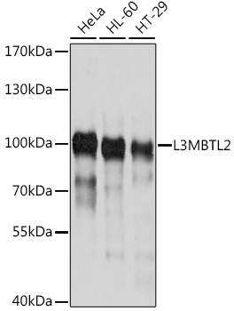 Western blot analysis of extracts of various cell lines using L3MBTL2 Polyclonal Antibody at dilution of 1:1000.