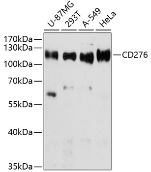 Western blot analysis of extracts of various cell lines using B7-H3/CD276 Polyclonal Antibody at dilution of 1:3000.