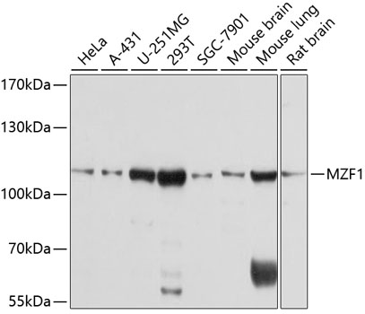 Western blot analysis of extracts of various cell lines using MZF1 Polyclonal Antibody at dilution of 1:1000.