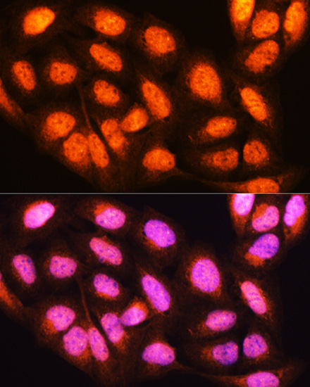 Immunofluorescence analysis of U2OS cells using YWHAE Polyclonal Antibody at dilution of  1:100. Blue: DAPI for nuclear staining.