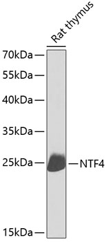 Western blot analysis of extracts of Rat thymus using NTF4 Polyclonal Antibody at dilution of 1:1000.