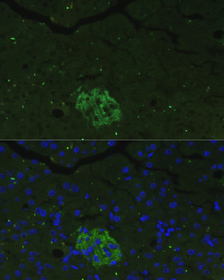 Immunofluorescence analysis of Mouse pancreas cells using FAM3B Polyclonal Antibody at dilution of  1:100. Blue: DAPI for nuclear staining.