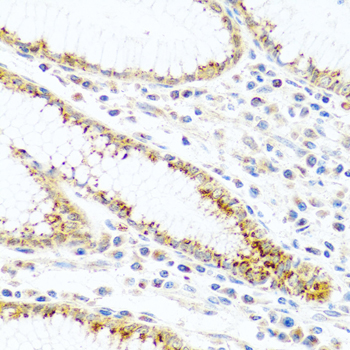 Immunohistochemistry of paraffin-embedded Human stomach using FAM3B Polyclonal Antibody at dilution of  1:100 (40x lens).