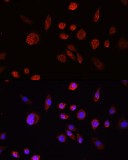 Immunofluorescence analysis of L929 cells using AKT Polyclonal Antibody at dilution of  1:100. Blue: DAPI for nuclear staining.