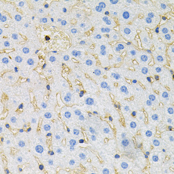 Immunohistochemistry of paraffin-embedded Mouse liver using Tau Polyclonal Antibody at dilution of  1:100 (40x lens).