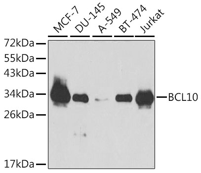 Western blot analysis of extracts of various cell lines using BCL10 Polyclonal Antibody at dilution of 1:1000.