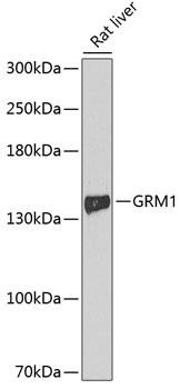 Western blot analysis of extracts of Rat liver using GRM1 Polyclonal Antibody at dilution of 1:1000.