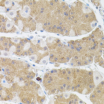 Immunohistochemistry of paraffin-embedded Human stomach using MMP9 Polyclonal Antibody at dilution of  1:100 (40x lens).