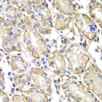 Immunohistochemistry of paraffin-embedded Human stomach using Lyn Polyclonal Antibody at dilution of  1:100 (40x lens).