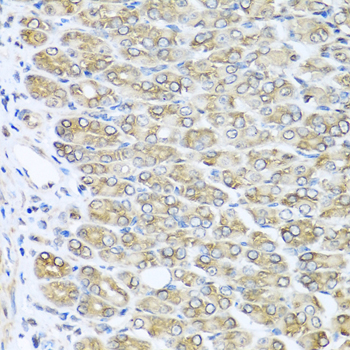 Immunohistochemistry of paraffin-embedded Mouse stomach using RAC2 Polyclonal Antibody at dilution of  1:100 (40x lens).