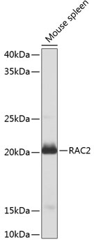 Western blot analysis of extracts of Mouse spleen using RAC2 Polyclonal Antibody at dilution of 1:1000.