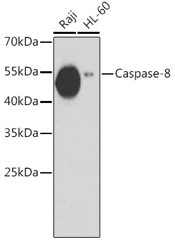 Western blot analysis of extracts of various cell lines using Caspase-8 Polyclonal Antibody at dilution of 1:1000.