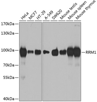 Western blot analysis of extracts of various cell lines using RRM1 Polyclonal Antibody at dilution of 1:1000.