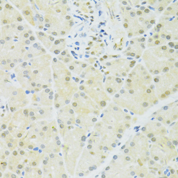 Immunohistochemistry of paraffin-embedded Rat pancreas using BRCA1 Polyclonal Antibody at dilution of  1:100 (40x lens).