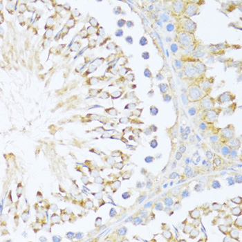 Immunohistochemistry of paraffin-embedded Rat testis using DDX3Y Polyclonal Antibody at dilution of  1:100 (40x lens).