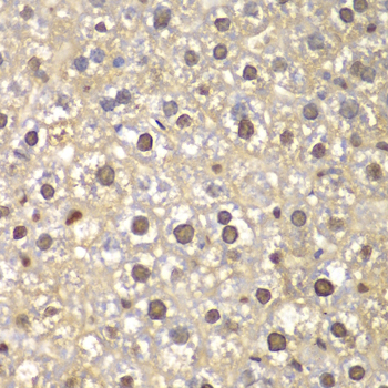 Immunohistochemistry of paraffin-embedded Mouse liver using FEN1 Polyclonal Antibody at dilution of  1:100 (40x lens).