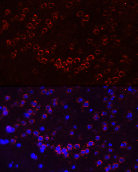 Immunofluorescence analysis of Mouse brain using GJA1 Polyclonal Antibody at dilution of  1:100 (40x lens). Blue: DAPI for nuclear staining.