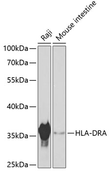 Western blot analysis of extracts of various cell lines using HLA-DRA Polyclonal Antibody at dilution of 1:1000.