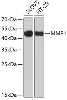 Western blot analysis of extracts of various cell lines using MMP1 Polyclonal Antibody at dilution of 1:1000.