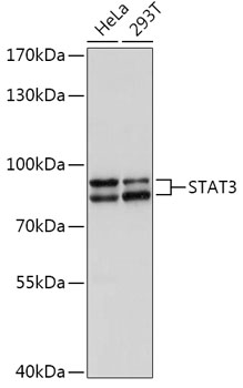 Western blot analysis of extracts of various cell lines using STAT3 Polyclonal Antibody at dilution of 1:1000.