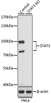 Western blot analysis of extracts from normal (control) and STAT3 knockout (KO) HeLa cells using STAT3 Polyclonal Antibody at dilution of 1:1000.
