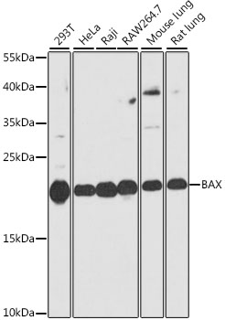 Western blot analysis of extracts of various cell lines using BAX Polyclonal Antibody at dilution of 1:1000.