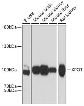 Western blot analysis of extracts of various cell lines using XPOT Polyclonal Antibody at dilution of 1:3000.