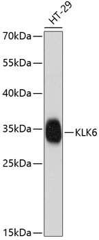 Western blot analysis of extracts of HT-29 cells using KLK6 Polyclonal Antibody at dilution of 1:1000.