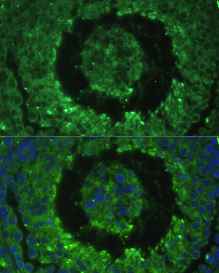 Immunofluorescence analysis of Mouse testis cells using DEFB121 Polyclonal Antibody at dilution of  1:100. Blue: DAPI for nuclear staining.