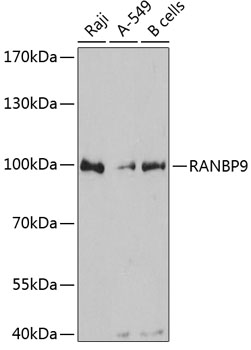 Western blot analysis of extracts of various cell lines using RANBP9 Polyclonal Antibody at dilution of 1:3000.