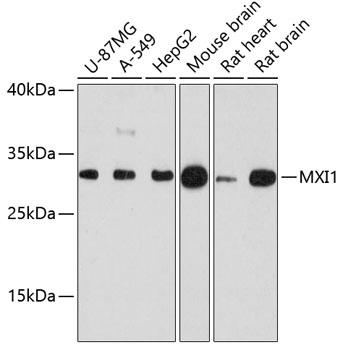 Western blot analysis of extracts of various cell lines using MXI1 Polyclonal Antibody at dilution of 1:3000.