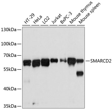 Western blot analysis of extracts of various cell lines using SMARCD2 Polyclonal Antibody at dilution of 1:3000.